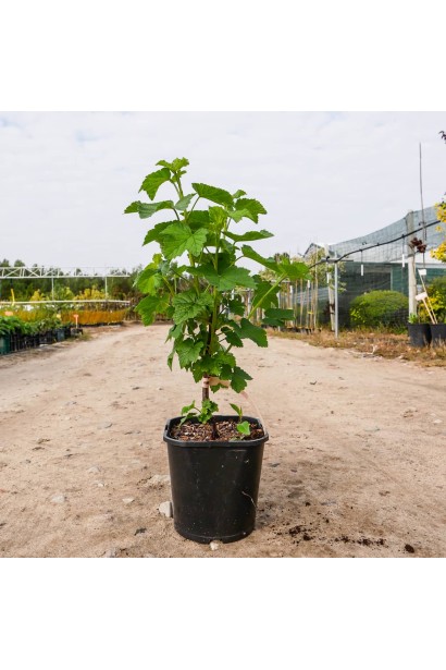 Смородина чорна Око Дракона в контейнері Р9